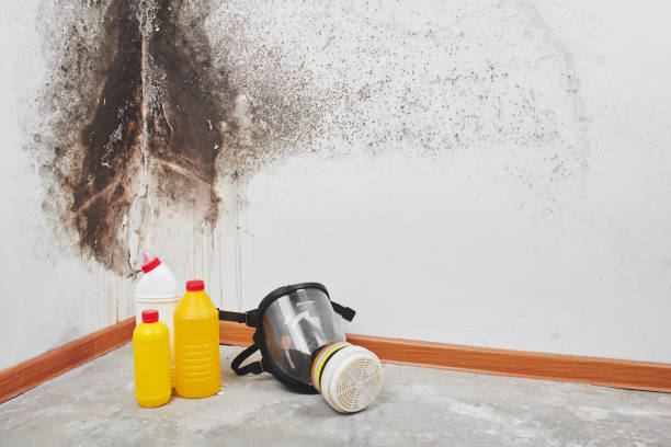Professional Mold Removal in Boone, NC