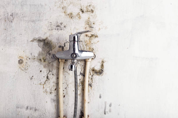 Best Same-Day Mold Removal  in Boone, NC
