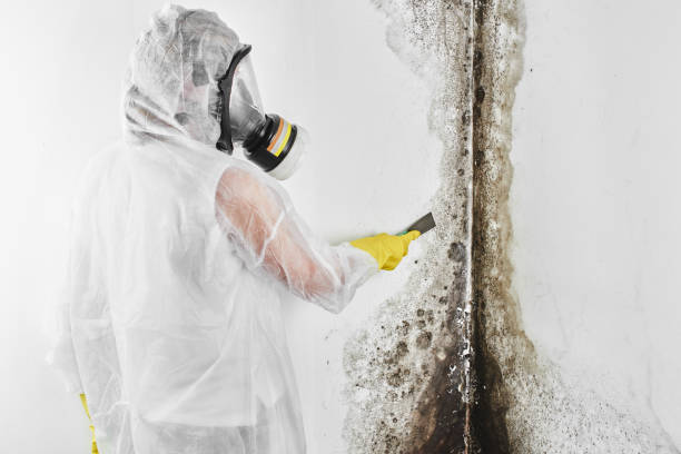 Best Mold Testing  in Boone, NC