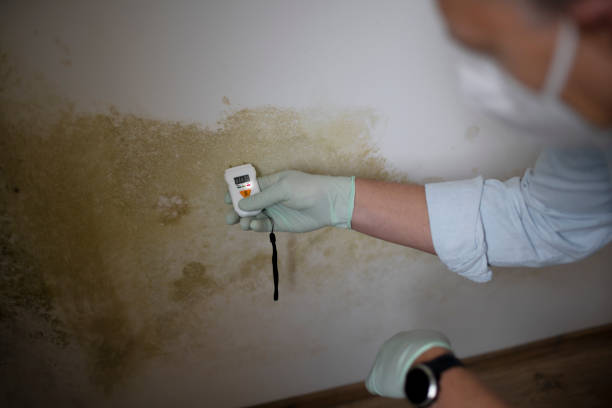 Home Mold Removal in Boone, NC