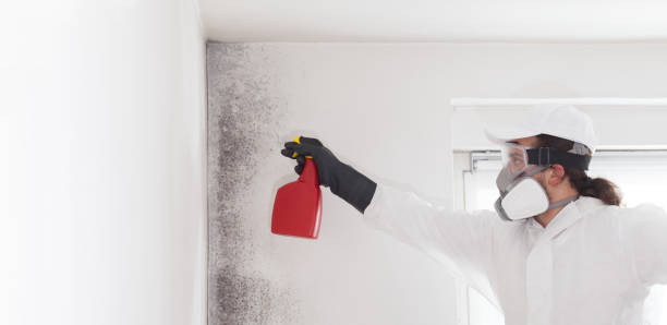 Best Toxic Mold Removal  in Boone, NC